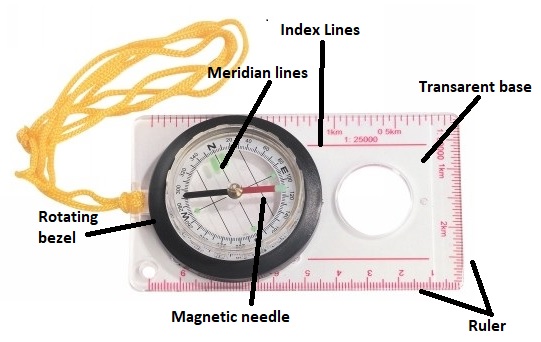 compass anatomy