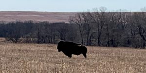 American Bison