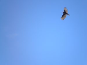 California Condor