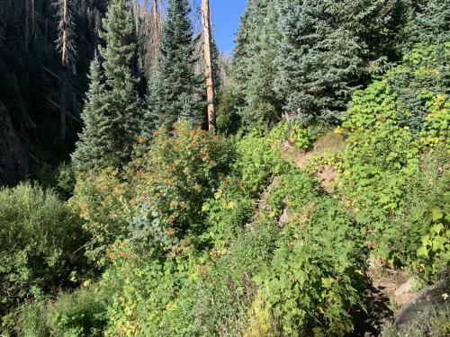 Archuleta Lake Trail