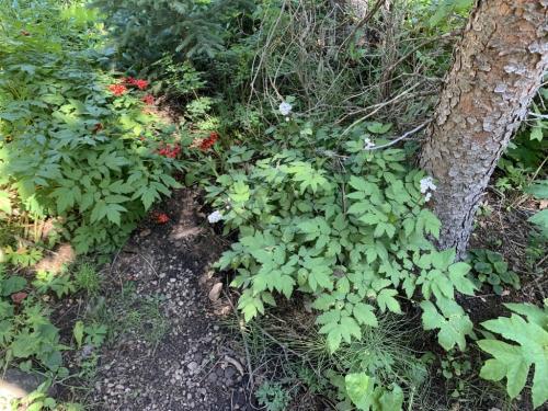 Red baneberry