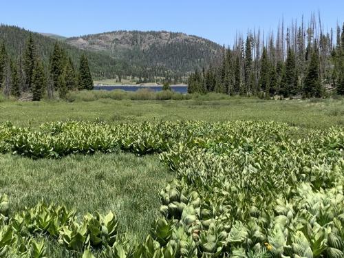 Big Meadow Reservoir Trail