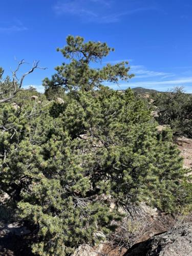 Pinyon Pine