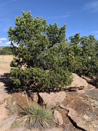 Pinyon Pine