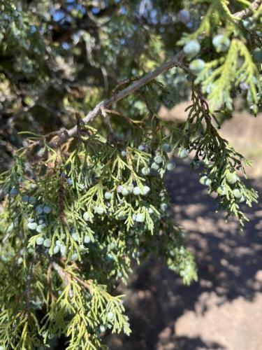 Eastern Red Cedar