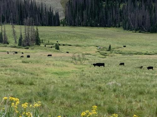 Across from Trailhead