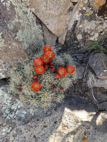 Scarlet Hedgehog Cactus