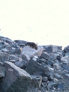 Marmot on the Ledges