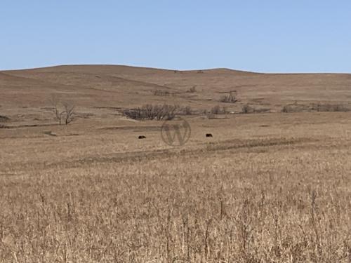 Tallgrass Prairie