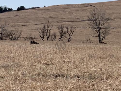 Tallgrass Prairie