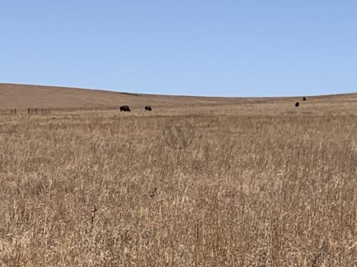 Tallgrass Prairie