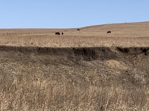 Tallgrass Prairie