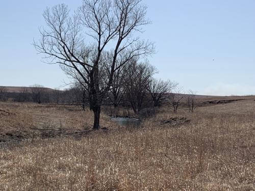 Tallgrass Prairie