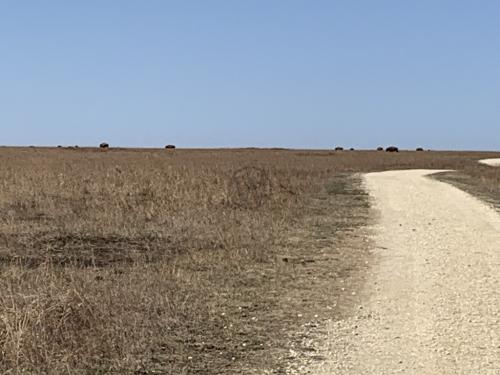 Tallgrass Prairie