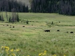Cattle near Crater Lake Trail